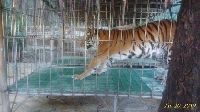 Tiger in Zoo