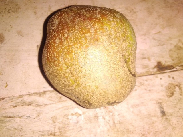 Pear fruit of the genus Pyrus in the fruit family Rosaceae