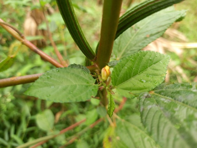 Corchorus flowering plant of family Malvaceae