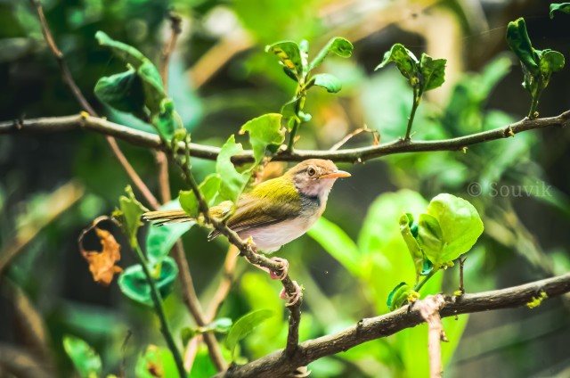 Birds Of India