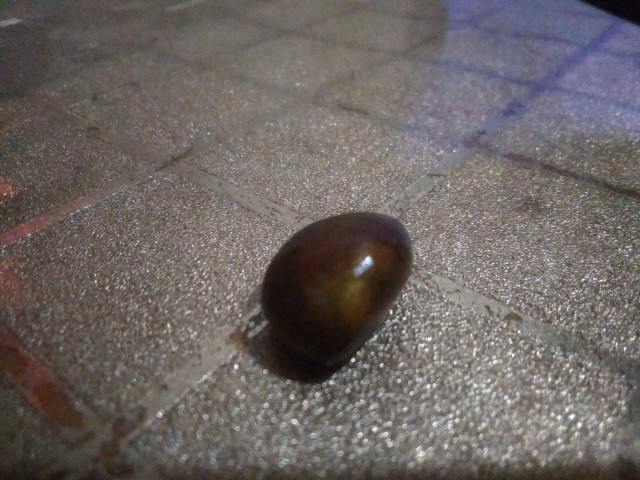 Medium sized loquat seed