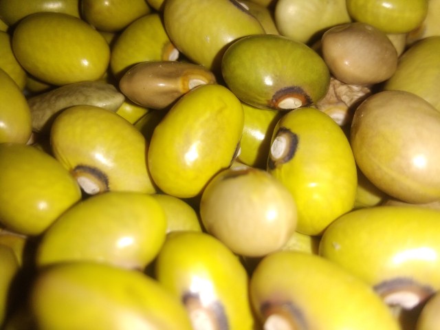 Raw yellow Mayocoba beans