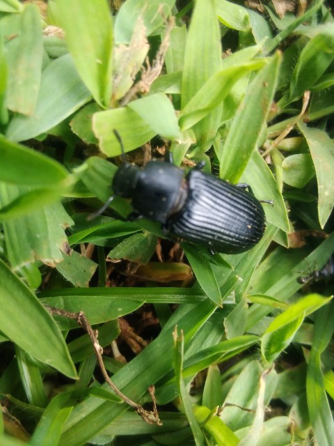 Darkling beetle of the beetle family Tenebrionidae.