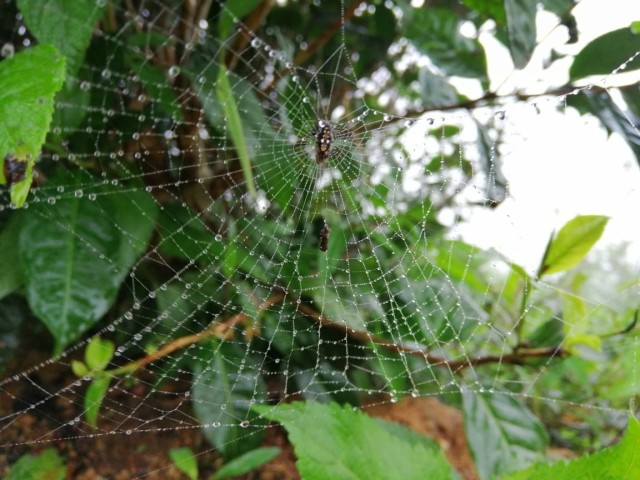 Spider in the web