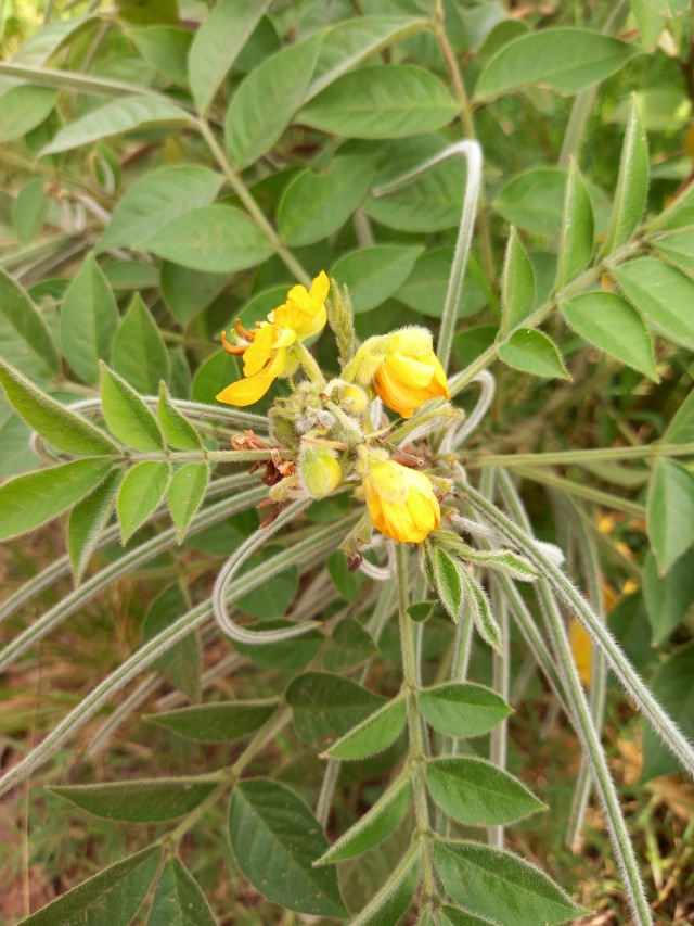 Cassia tomentosa of family Leguminosae