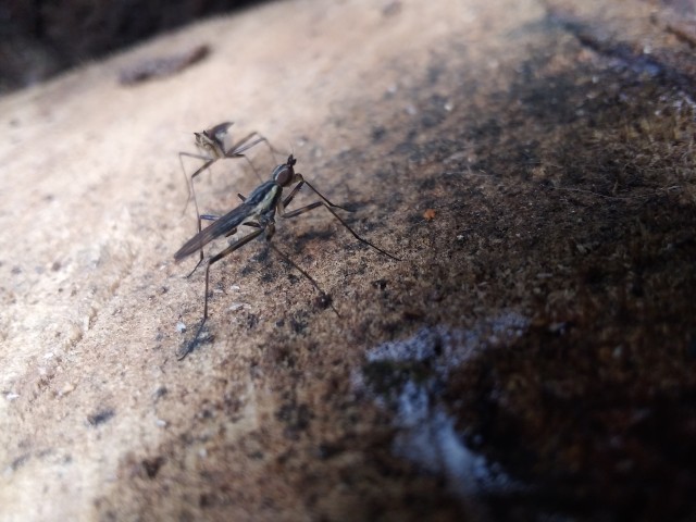 Long-legged flies of the Dolichopodidae family