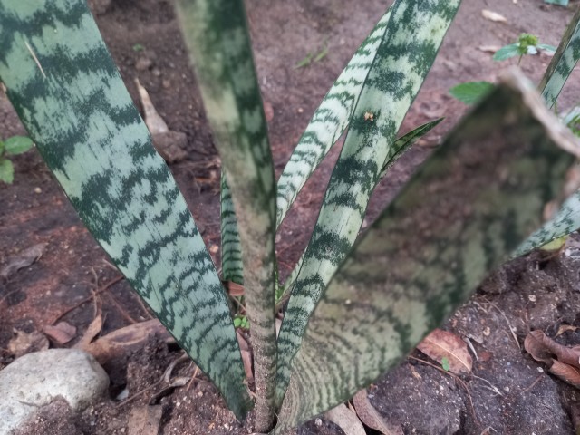 Dracaena trifasciata flowering plant