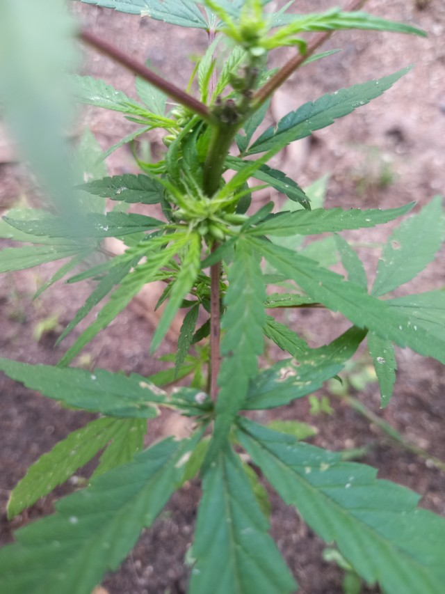 Female cannabis sativa plant