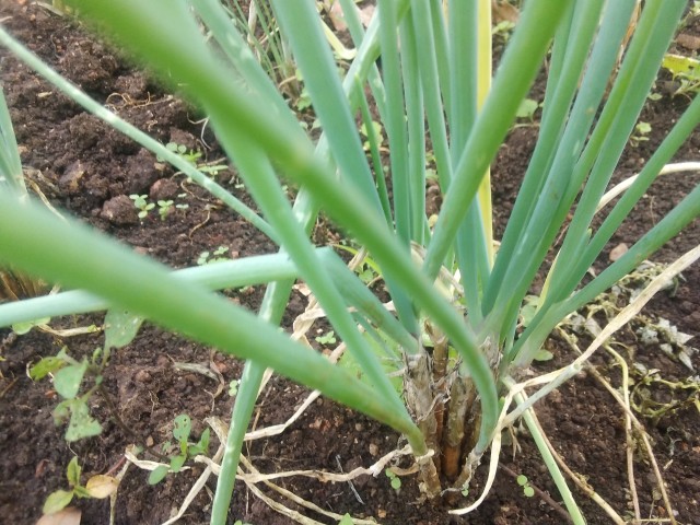 Spring onions plantation