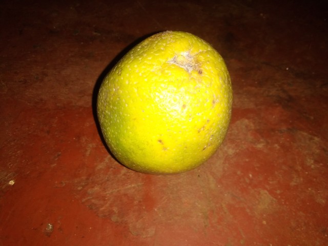 Citrus sinensis navel orange fruit in Nyamira county of Kenya
