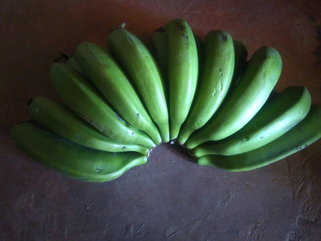 Unripe Cavendish banana fruits