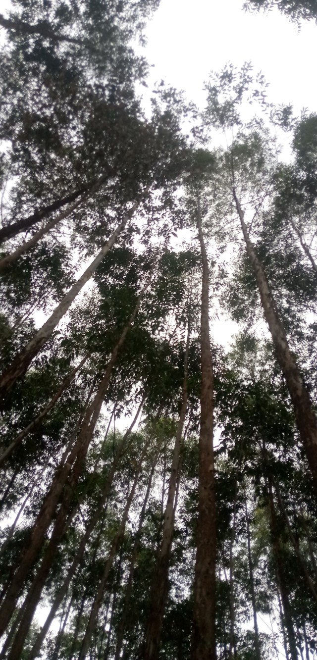 Blue gum trees in Kebirigo Kenya