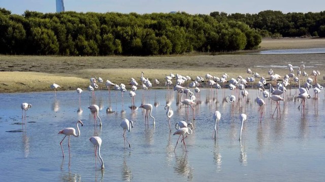 Flamingo Lagoon Park