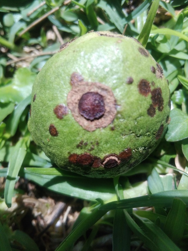 Immature tropical guava berry