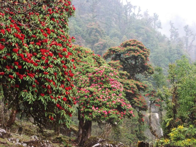 Pictures of national flower of Nepal, Rhododendron