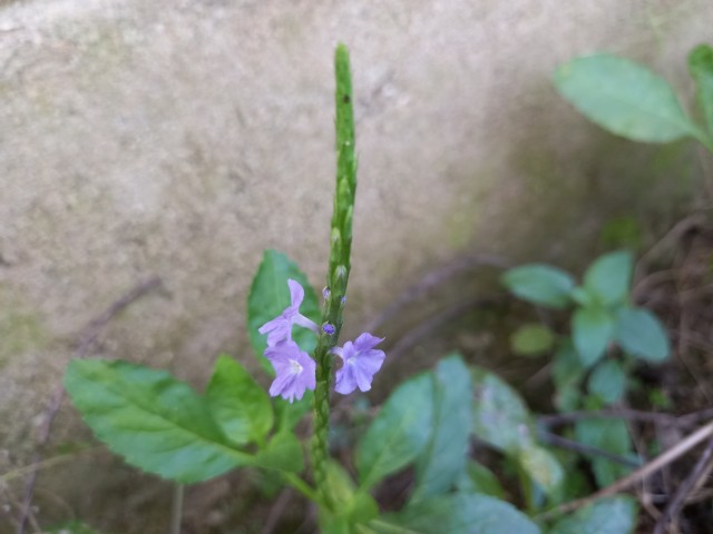 Blue Porterweed of the Verbenaceae family