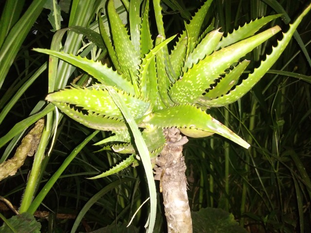 Aloe Vera Plant