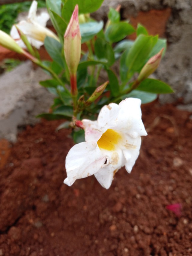 Mandevilla laxa flower plant