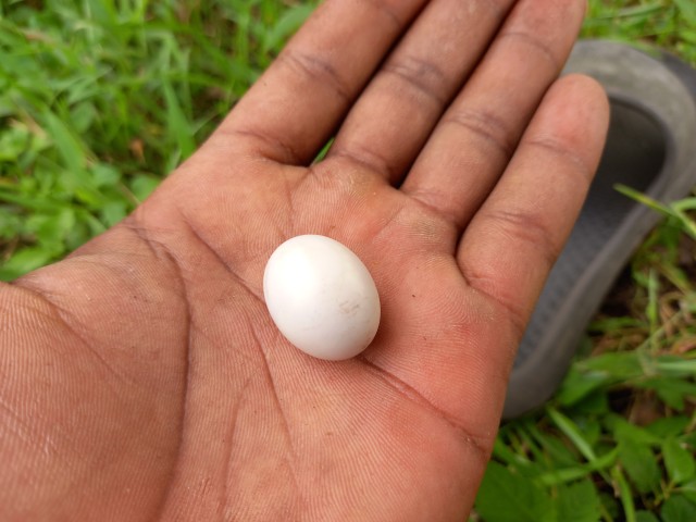 Oriental turtle dove  egg