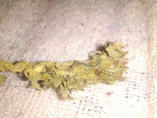 Dry mature cannabis sativa buds