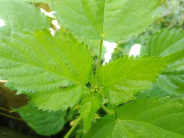 Wood nettle herbaceous plant of the nettle family