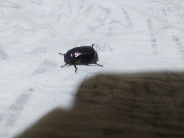 African Black Beetle insect