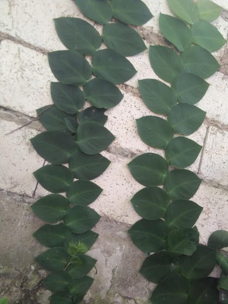 Plants with a heart shaped leaf