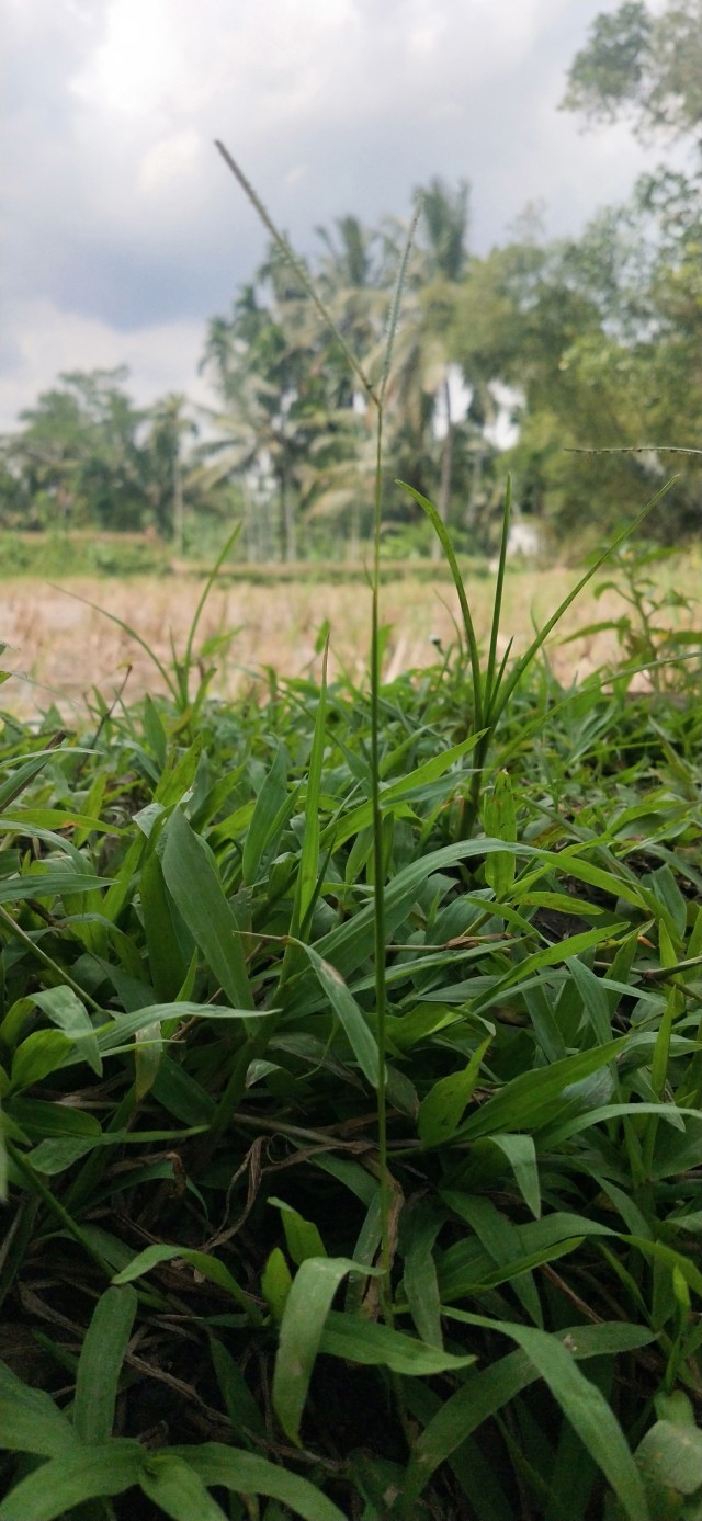 Grass during the day