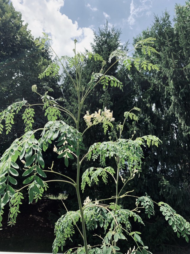 Blooming Drumstick Tree