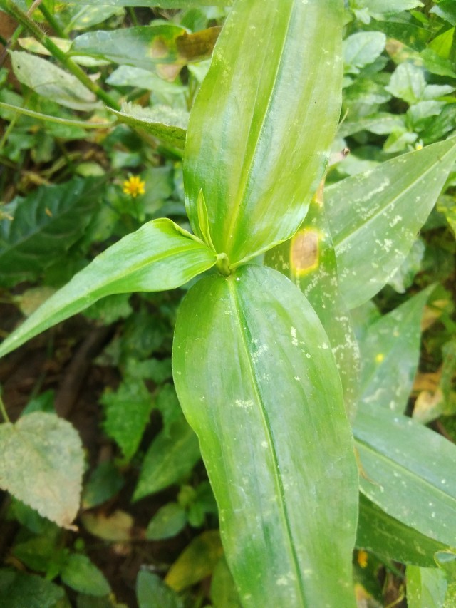 Tradescantia fluminensis spiderwort in Kebirigo, Kenya