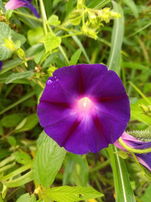 Morning glory of Convolvulaceae family