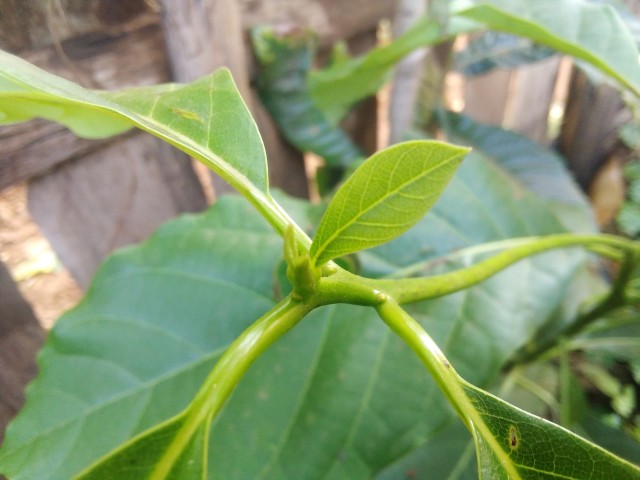 Small avocado tree