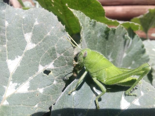Green grasshopper of the Caelifera suborder