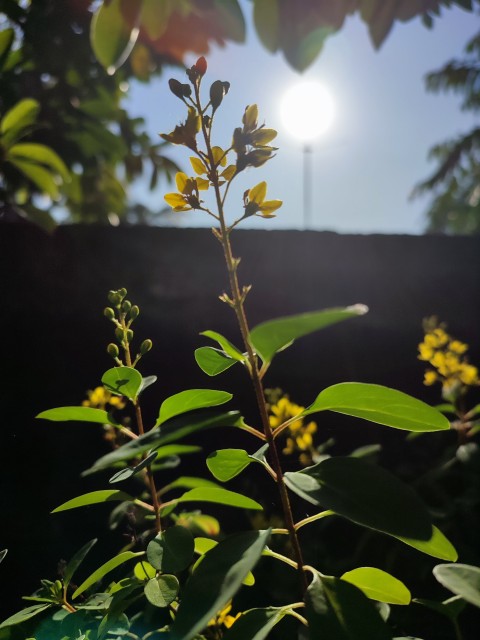 yellow flowers