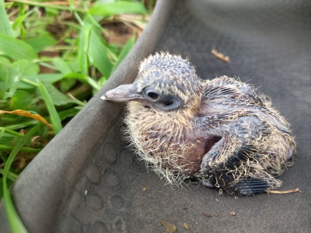 Young oriental turtle dove