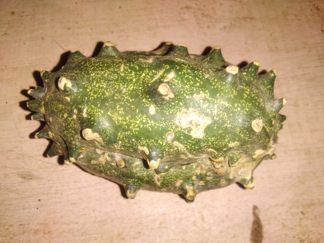 Green horned melon fruit or Kiwano