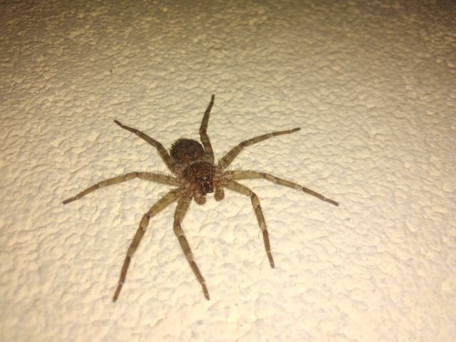 Brown wall spider of the genus Oecobius