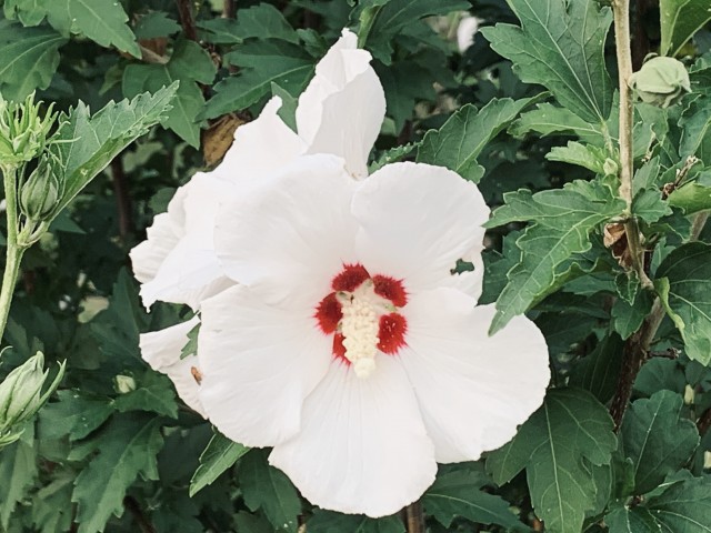 White Hibiscus Flowers