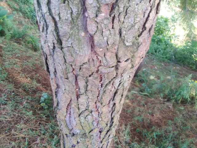 Pinus Patula or spreading-leaved pine tree