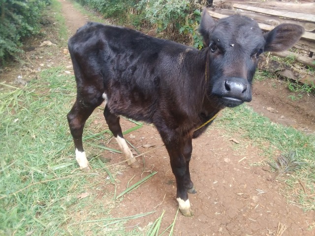 Black Jersey calf