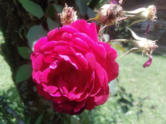 Rose flower of the Rosa genus