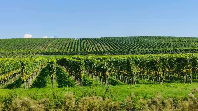 Konstanz Grape Field