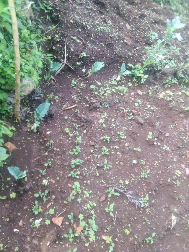 Loam farming soil