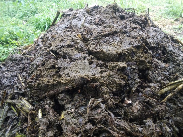 Biogas raw material (Cow dung)