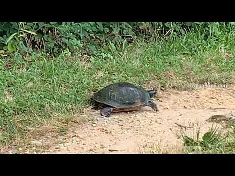 Turtle in the Wild