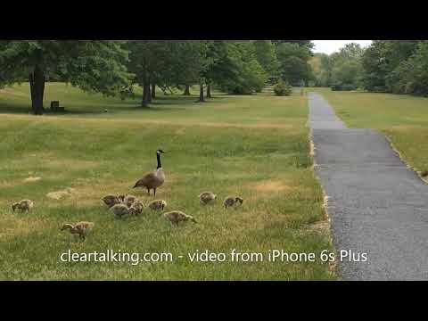 Canadian Geese with goslings