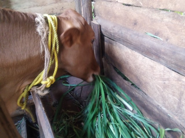 Brown female jersey cow