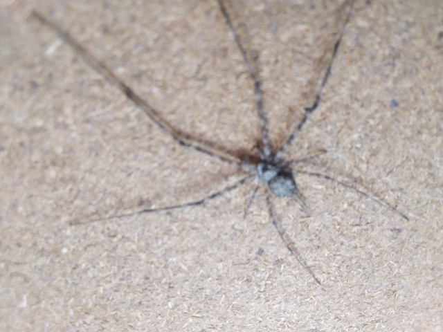 Marbled cellar spider of the Pholcidae family